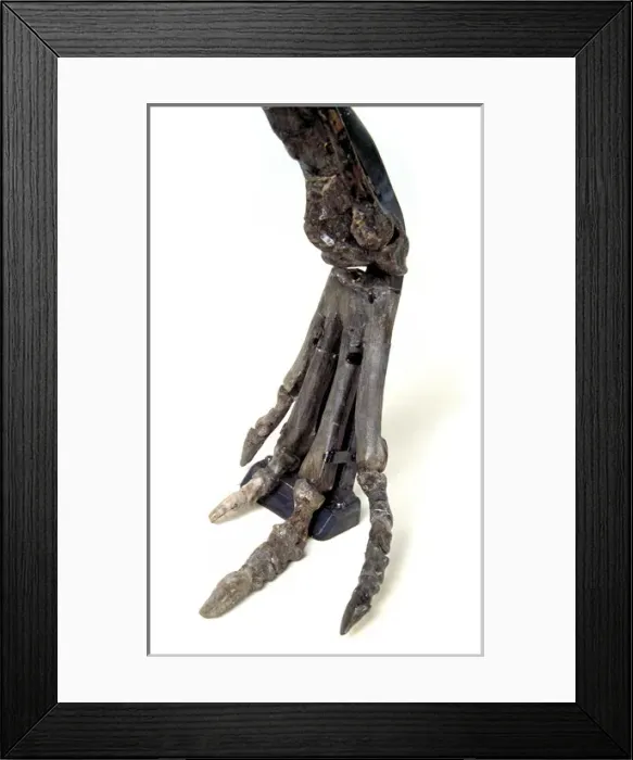 Framed Print : Hypsilophodon foot Framed Print : Hypsilophodon foot