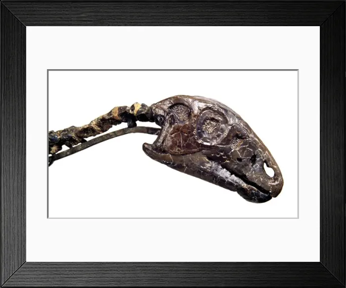 Framed Print : Hypsilophodon skull Framed Print : Hypsilophodon skull