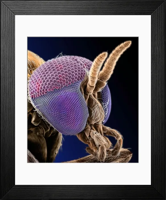 Framed Print : Simulium damnosum, simulian blackfly Framed Print : Simulium damnosum, simulian blackfly