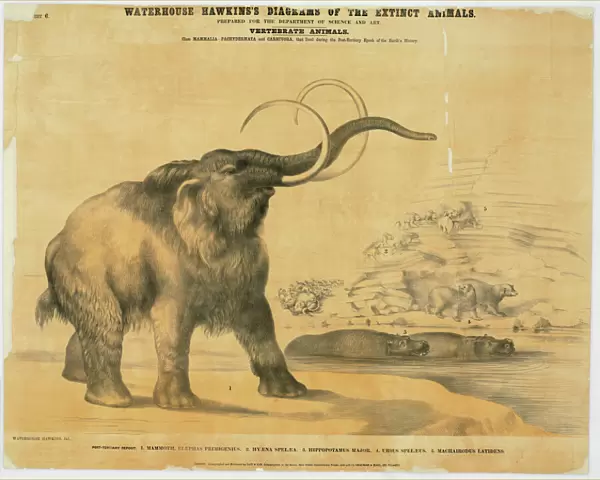 Mammoth and Hyaena