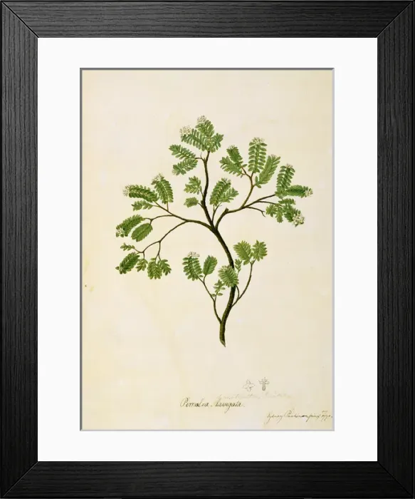 Framed Print : Pimelea prostrata, strathmore weed Framed Print : Pimelea prostrata, strathmore weed
