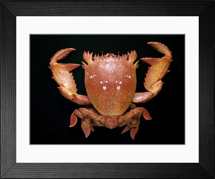 Framed Print : Ranina ranina, spanner crab Framed Print : Ranina ranina, spanner crab