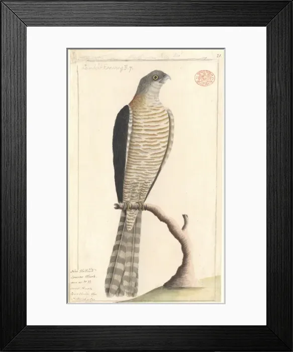 Framed Print : Accipiter cirrocephalus, collared sparrowhawk Framed Print : Accipiter cirrocephalus, collared sparrowhawk