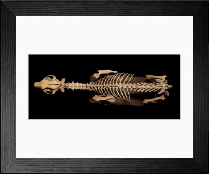 Framed Print : Canis sp. Eskimo Dog called Arctic King Framed Print : Canis sp. Eskimo Dog called Arctic King