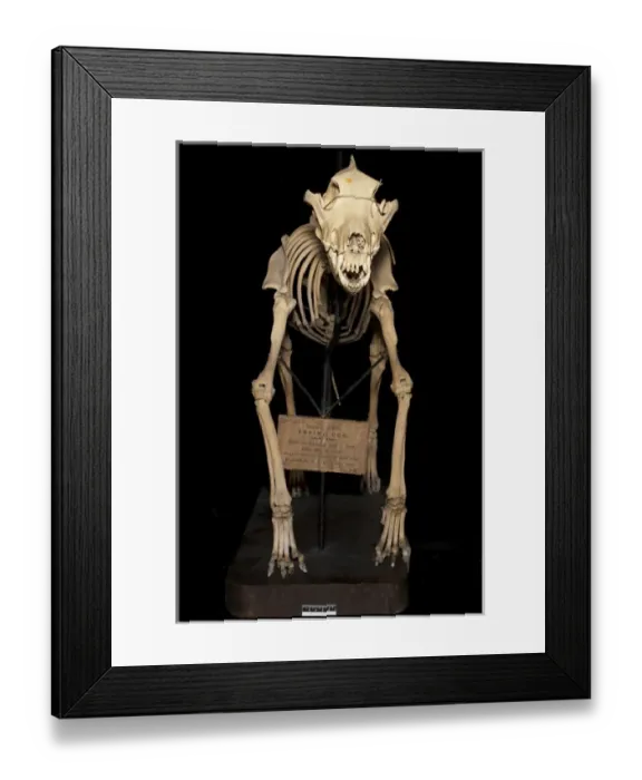Framed Print : Canis sp. Eskimo Dog called Arctic King Framed Print : Canis sp. Eskimo Dog called Arctic King