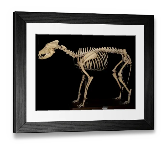 Framed Print : Canis sp. Eskimo Dog called Arctic King Framed Print : Canis sp. Eskimo Dog called Arctic King