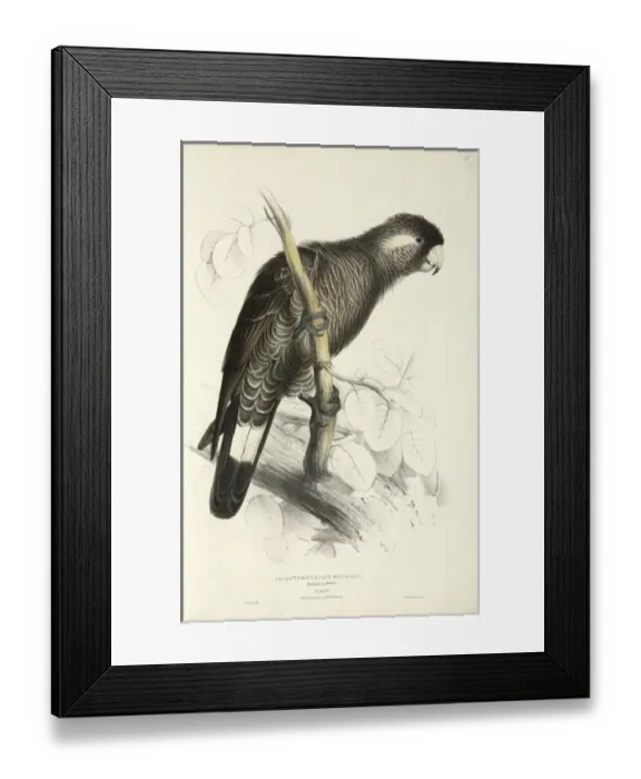Framed Print : Long-billed black cockatoo Framed Print : Long-billed black cockatoo