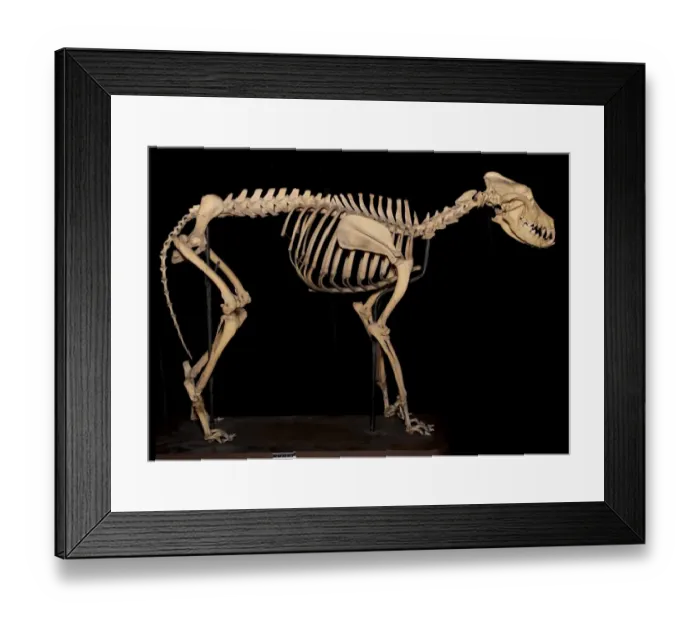 Framed Print : Canis sp. Eskimo Dog called Arctic King Framed Print : Canis sp. Eskimo Dog called Arctic King