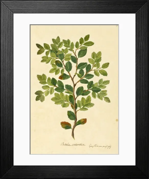 Framed Print : Nothofagus betuloides Framed Print : Nothofagus betuloides