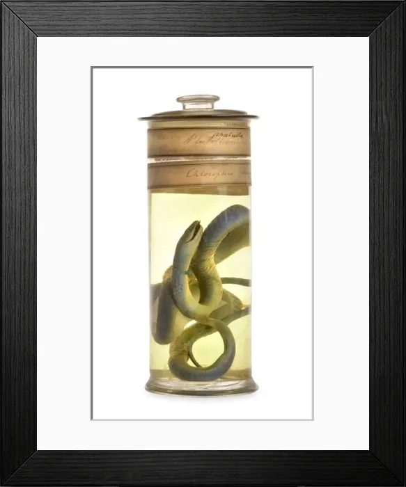 Framed Print : Philothamnus irregularis, western green snake Framed Print : Philothamnus irregularis, western green snake