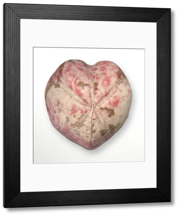 Framed Print : Micraster coranguinum (Leske), shepherds crown echinoid Framed Print : Micraster coranguinum (Leske), shepherds crown echinoid