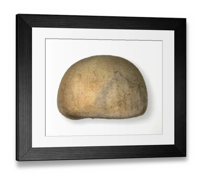Framed Print : Echinocorys scutata Leske, fairy loaf echinoid Framed Print : Echinocorys scutata Leske, fairy loaf echinoid