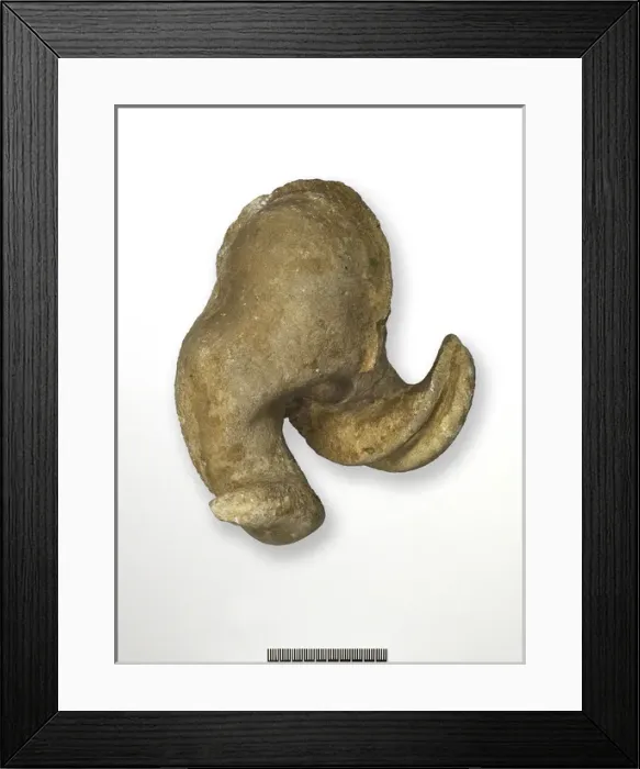 Framed Print : Epidiceras speciosum (Munster), internal cast of bivalve Framed Print : Epidiceras speciosum (Munster), internal cast of bivalve