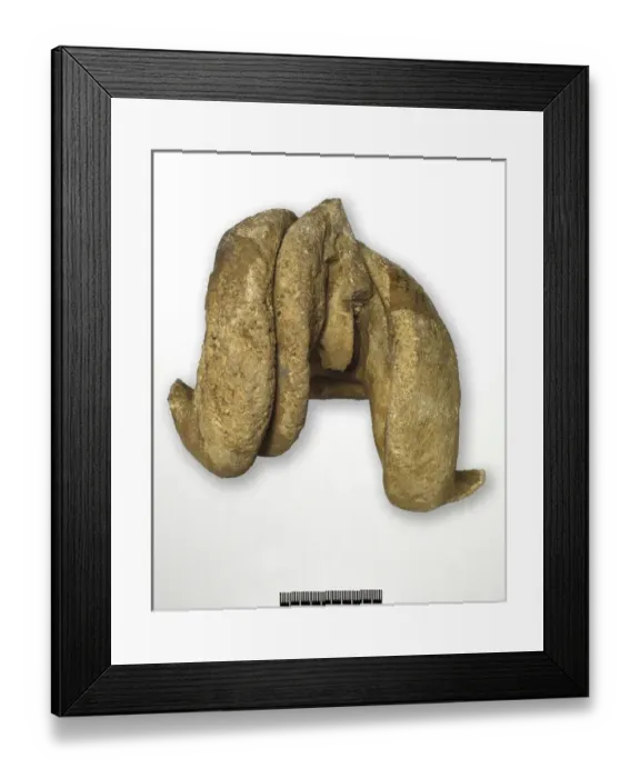 Framed Print : Epidiceras speciosum (Munster), internal cast of bivalve Framed Print : Epidiceras speciosum (Munster), internal cast of bivalve