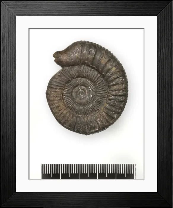 Framed Print : Dactylioceras commune, snakestone ammonite Framed Print : Dactylioceras commune, snakestone ammonite