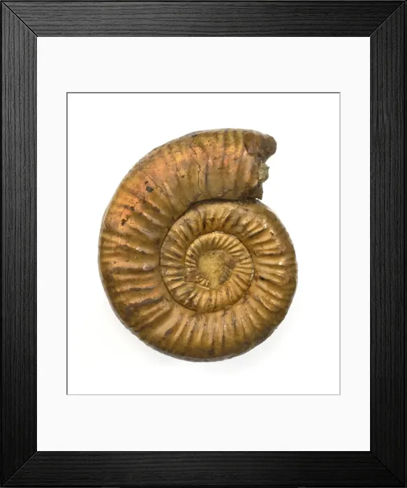 Framed Print : Perisphinctes, ammonite Framed Print : Perisphinctes, ammonite
