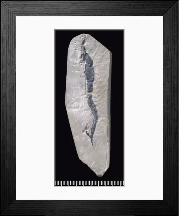 Framed Print : Castericystis vali, a fossil Carpoid