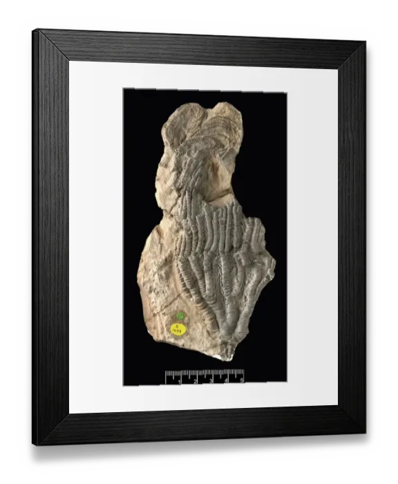 Framed Print : Isocrinus robustus, a fossil crinoid Framed Print : Isocrinus robustus, a fossil crinoid