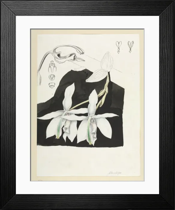 Framed Print : Orchid. Watercolour by Robert Schomburgk, 1840s Date: 1840 Framed Print : Orchid. Watercolour by Robert Schomburgk, 1840s Date: 1840