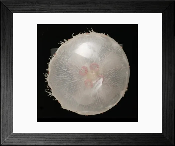 Framed Print : Aurelia aurita, jellyfish model Framed Print : Aurelia aurita, jellyfish model