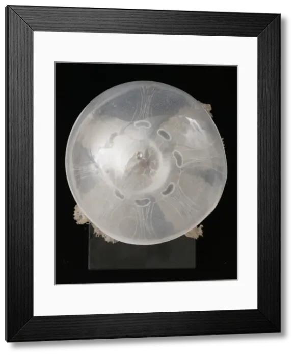 Framed Print : Polyclonia frondosa, jellyfish model Framed Print : Polyclonia frondosa, jellyfish model