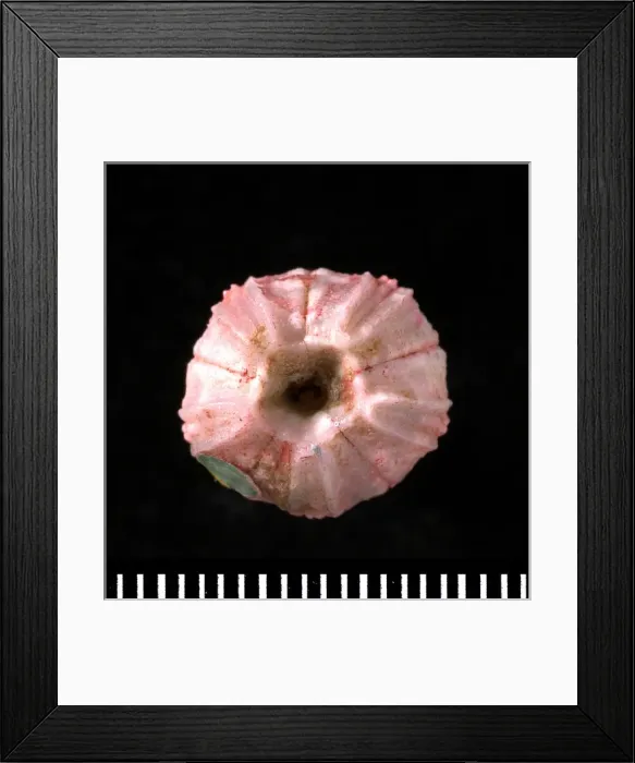 Framed Print : Globoblastus sp. a fossil blastoid Framed Print : Globoblastus sp. a fossil blastoid