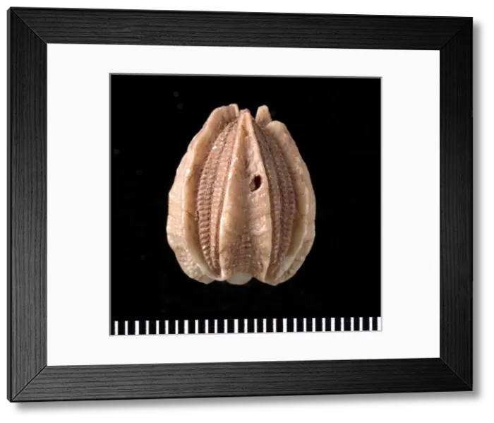 Framed Print : Deltoblastus, a fossil blastoid Framed Print : Deltoblastus, a fossil blastoid