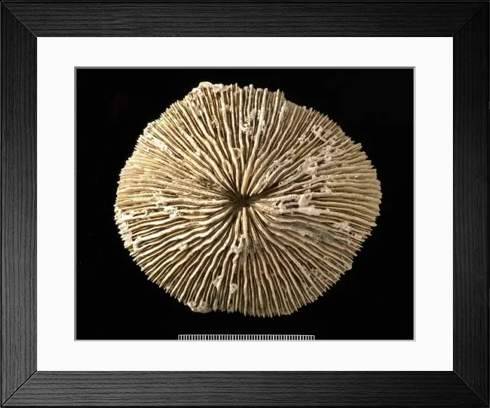 Framed Print : Fungia, coral Framed Print : Fungia, coral