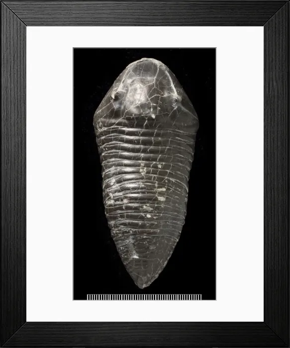 Framed Print : Trimerus, a fossil trilobite Framed Print : Trimerus, a fossil trilobite