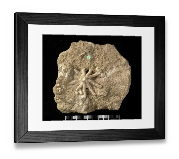 Framed Print : Ailsacrinus prattii Framed Print : Ailsacrinus prattii
