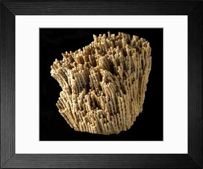 Framed Print : Syringopora, fossil coral Framed Print : Syringopora, fossil coral