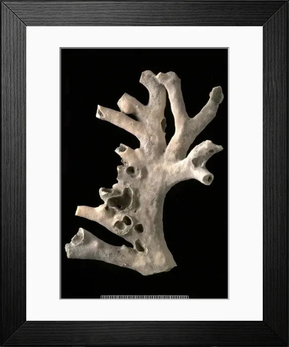 Framed Print : Millepora. Branching colony, 11 cm in height, of the hydrozoan Millepora Framed Print : Millepora. Branching colony, 11 cm in height, of the hydrozoan Millepora