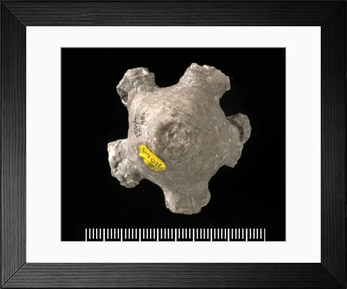 Framed Print : Actinocrinites sp. a fossil crinoid Framed Print : Actinocrinites sp. a fossil crinoid