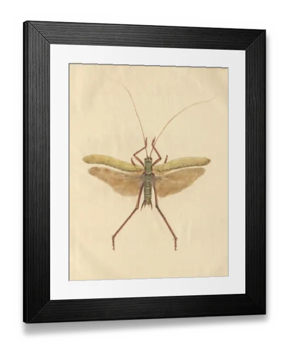 Framed Print : English Insects illustration by James Barbut Framed Print : English Insects illustration by James Barbut