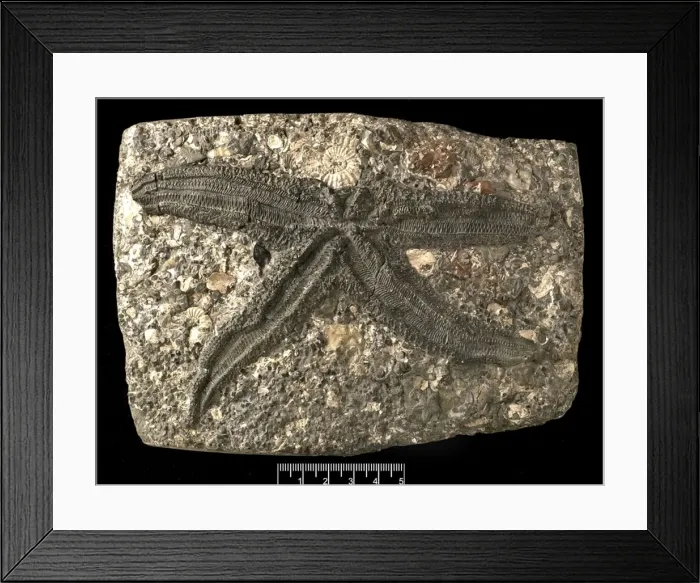 : Asterias gaveyi, a fossil starfish : Asterias gaveyi, a fossil starfish