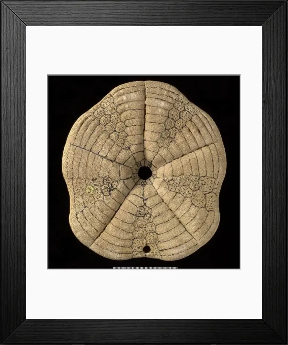 Framed Print : Clypeaster altus, a fossil echinoid Framed Print : Clypeaster altus, a fossil echinoid