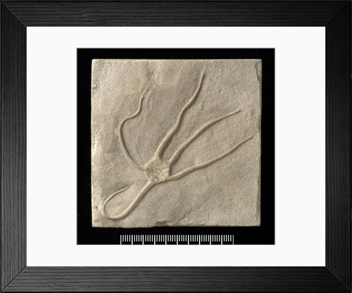 Framed Print : Palaeocoma egertoni, a fossil ophiuroid Framed Print : Palaeocoma egertoni, a fossil ophiuroid