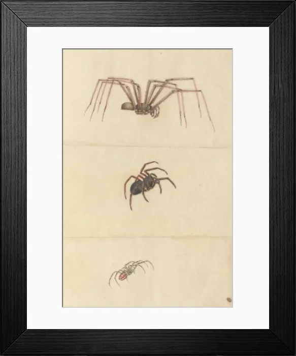 Framed Print : English Insects illustration by James Barbut Framed Print : English Insects illustration by James Barbut