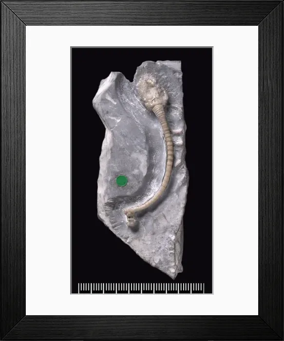 Framed Print : Fossil Holothurian or sea cucumber Framed Print : Fossil Holothurian or sea cucumber