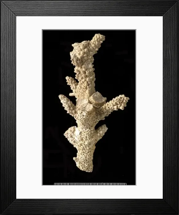 Framed Print : Acropora, a scleractinian coral Framed Print : Acropora, a scleractinian coral