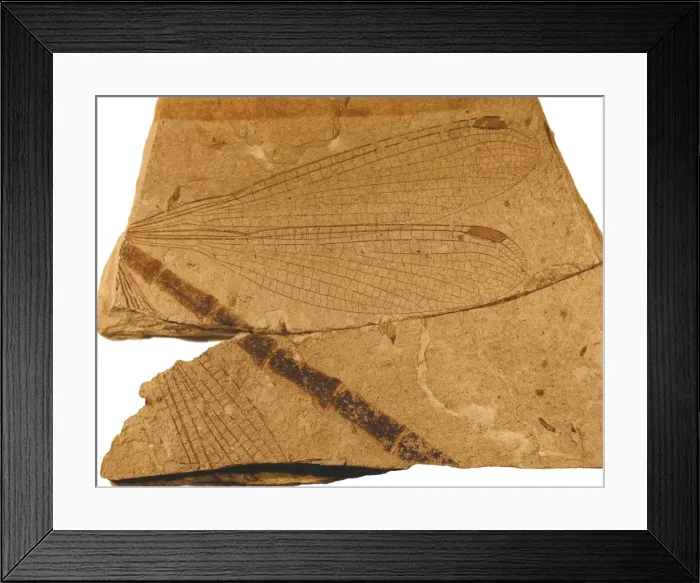 Framed Print : Damselfly. Specimen held in the Natural History Museum Paleontology Department Framed Print : Damselfly. Specimen held in the Natural History Museum Paleontology Department