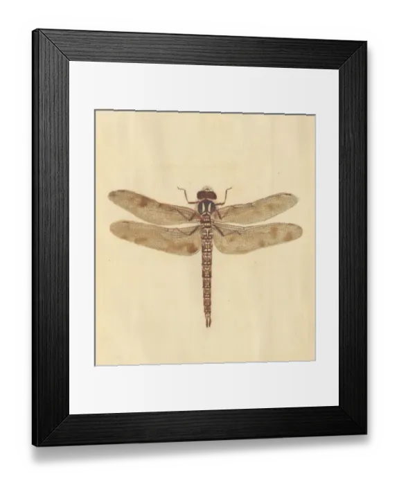 Framed Print : English Insects illustration by James Barbut Framed Print : English Insects illustration by James Barbut