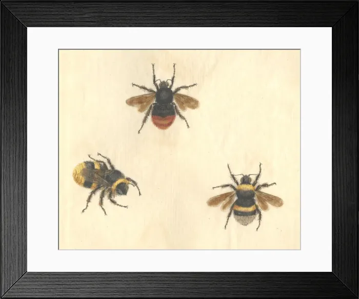 Framed Print : English Insects illustration by James Barbut Framed Print : English Insects illustration by James Barbut