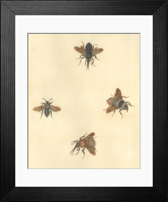 Framed Print : English Insects illustration by James Barbut Framed Print : English Insects illustration by James Barbut