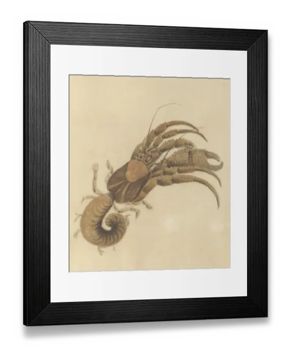 Framed Print : English Insects illustration by James Barbut Framed Print : English Insects illustration by James Barbut
