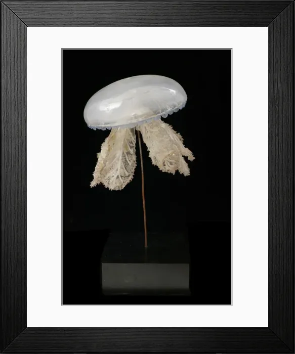 Framed Print : Polyclonia frondosa, jellyfish Framed Print : Polyclonia frondosa, jellyfish