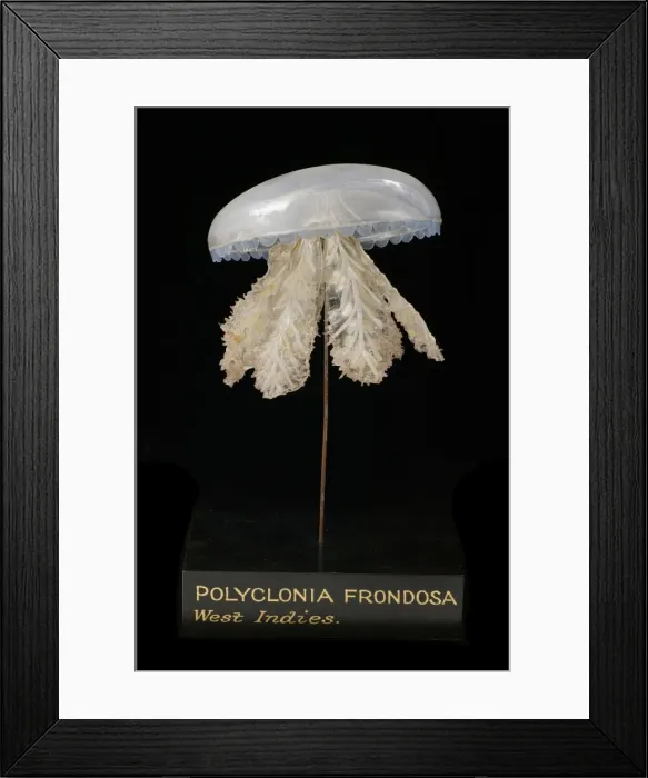 Framed Print : Polyclonia frondosa, jellyfish model Framed Print : Polyclonia frondosa, jellyfish model