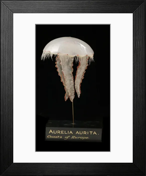 Framed Print : Aurelia aurita, jellyfish model Framed Print : Aurelia aurita, jellyfish model