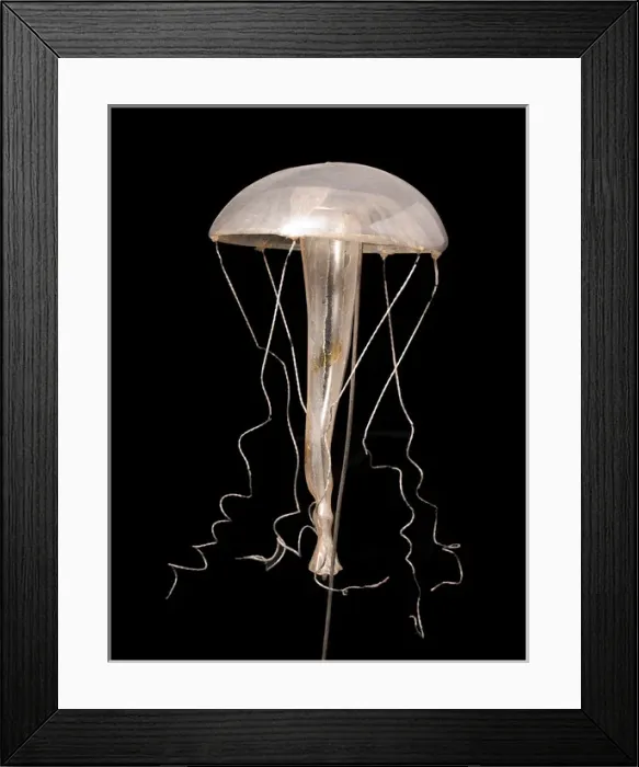 Framed Print : Rhegmatodes thalassina, jellyfish model Framed Print : Rhegmatodes thalassina, jellyfish model