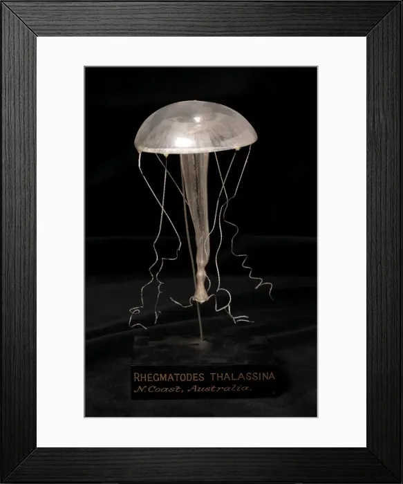Framed Print : Rhegmatodes thalassina, jellyfish model Framed Print : Rhegmatodes thalassina, jellyfish model
